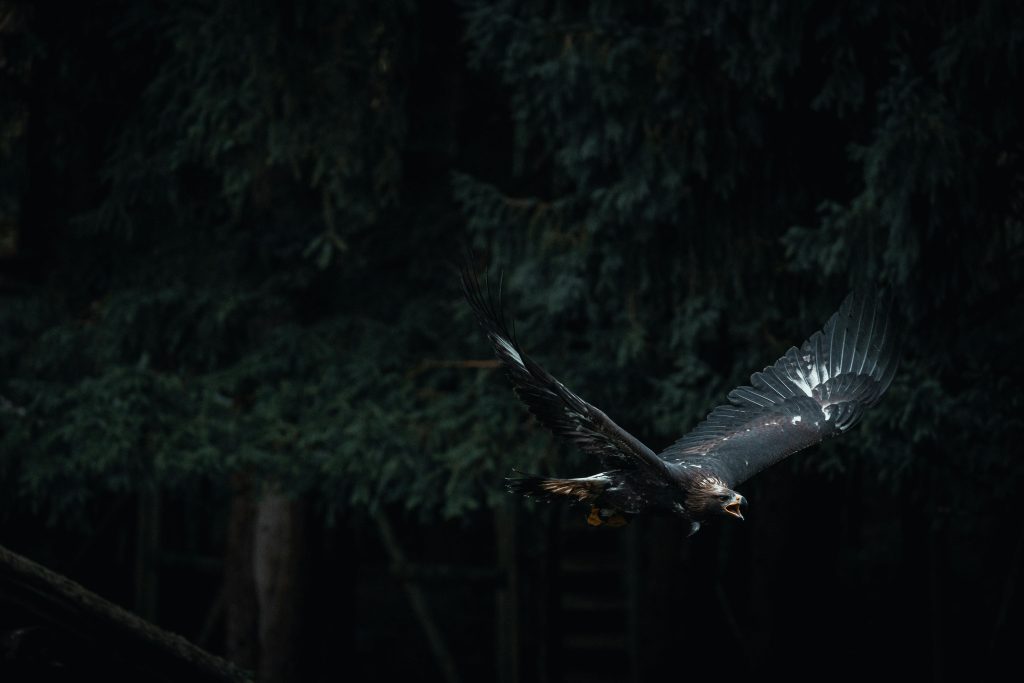 A majestic golden eagle soaring through a dark forest, wings spread wide.